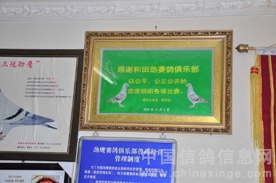赛鸽运动在哪里都精彩 新疆和田劲鹰赛鸽俱乐部-中国信鸽信息网